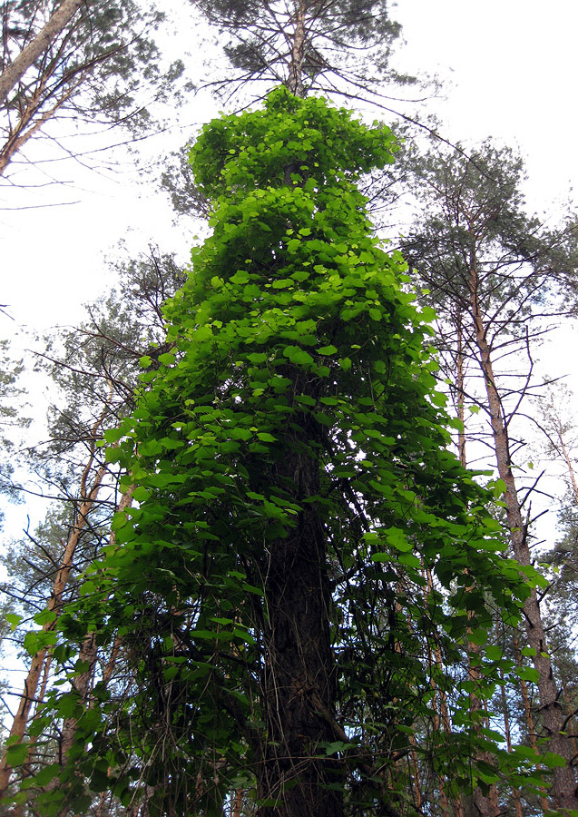 Image of Vitis riparia specimen.