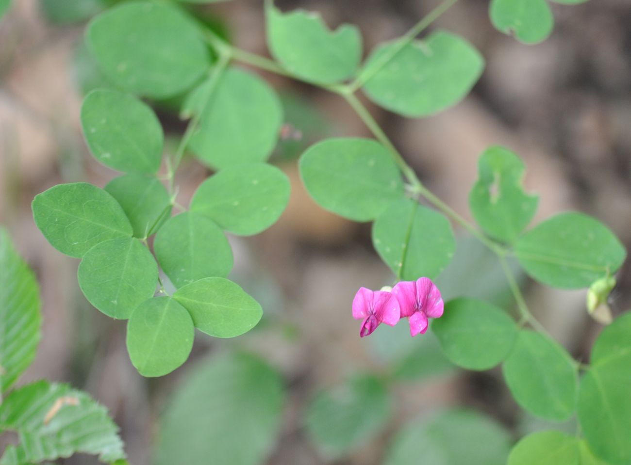 Изображение особи Lathyrus roseus.