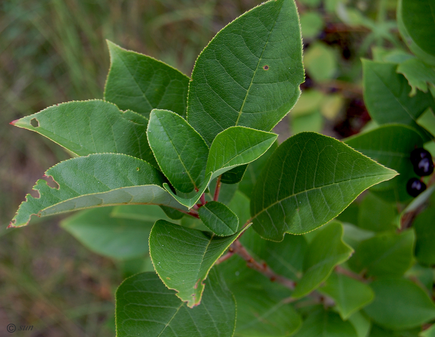 Изображение особи Padus virginiana.