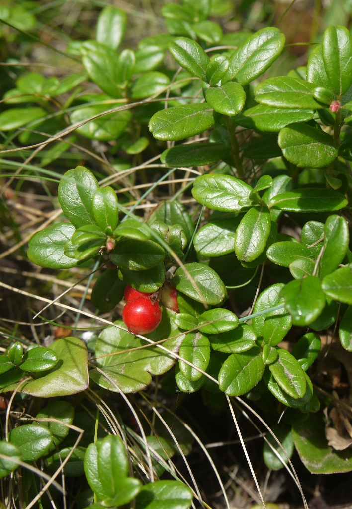 Изображение особи Vaccinium vitis-idaea.