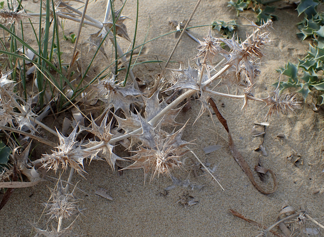 Image of Eryngium maritimum specimen.