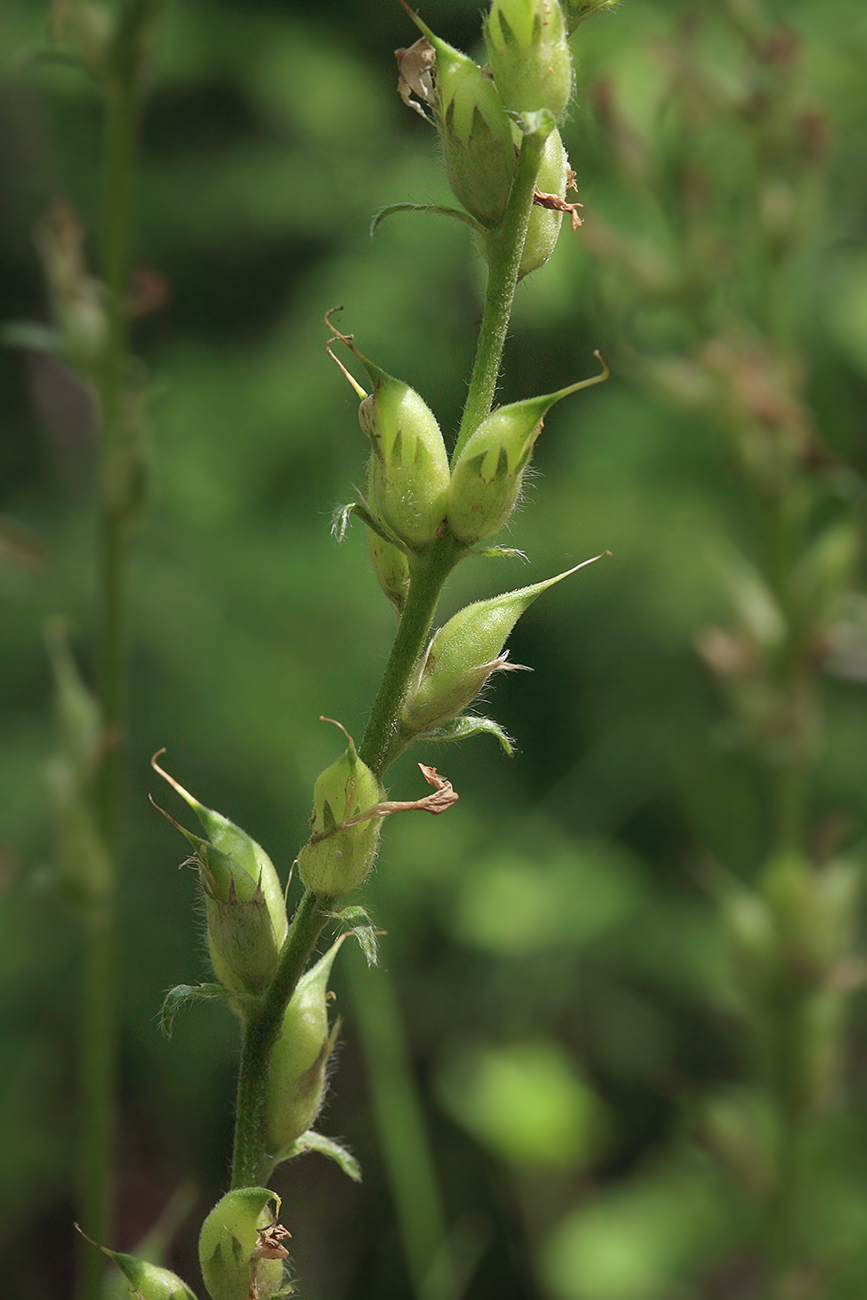 Image of Oxytropis strobilacea specimen.