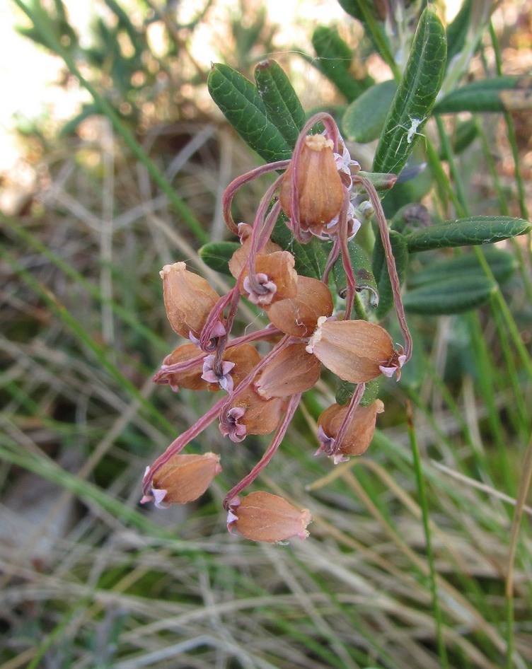 Image of Andromeda polifolia specimen.