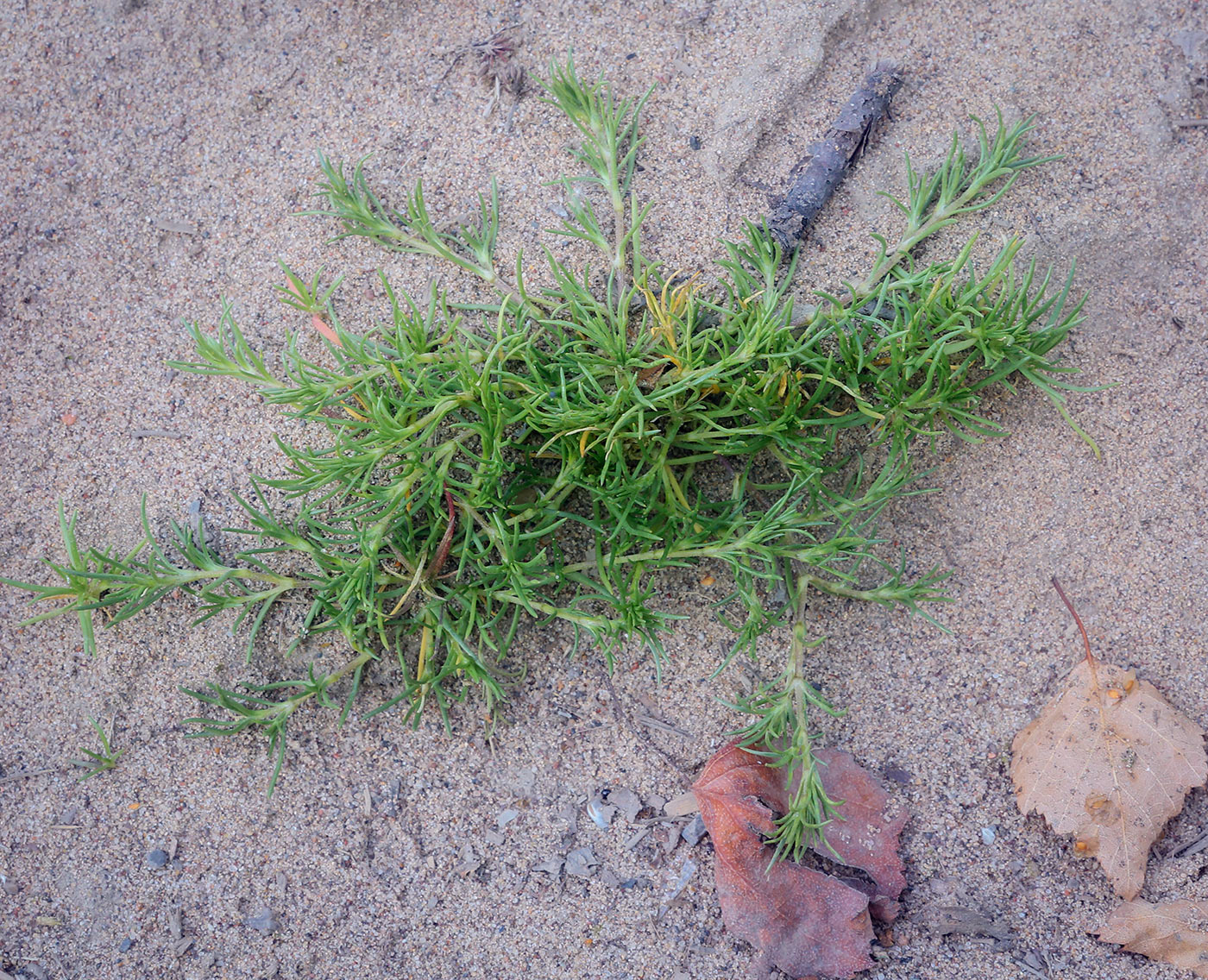 Image of Scleranthus annuus specimen.