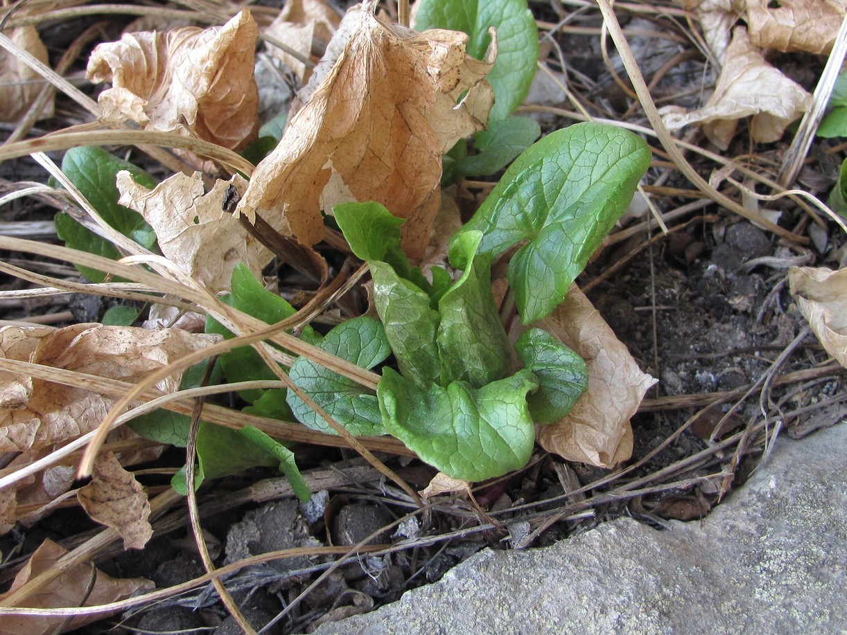 Image of Valeriana tiliifolia specimen.