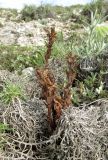 Orobanche centaurina. Прошлогодние и позапрошлогодние цветоносы среди усыхающих побегов растения-хозяина (Ptilostemon echinocephalus). ЮВ Крым, горный массив Эчки-Даг, гора Делямет-Кая, каменистая вершина. 13 мая 2019 г.