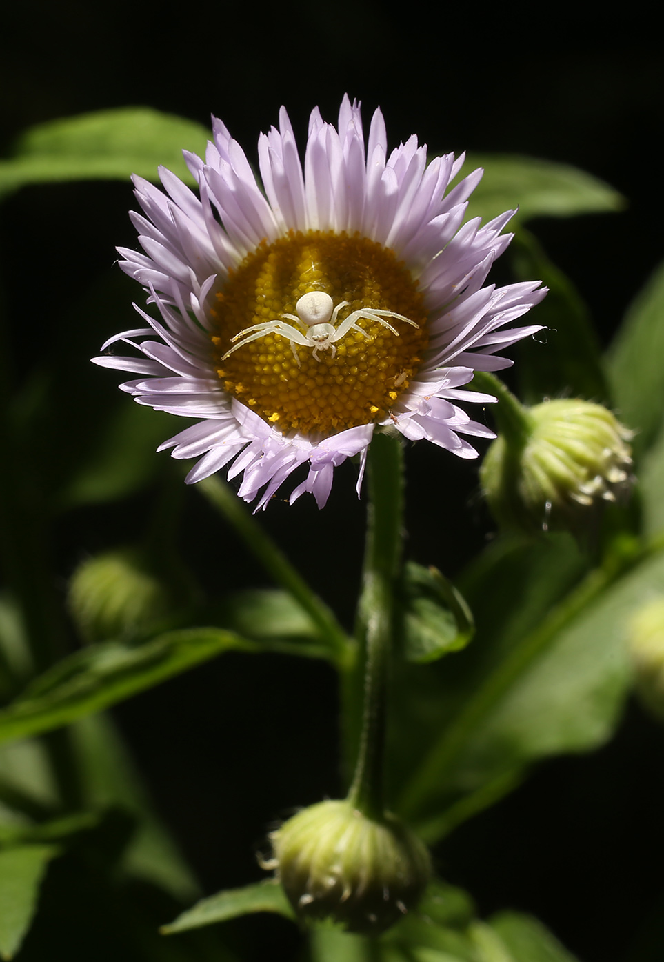 Image of Erigeron annuus specimen.