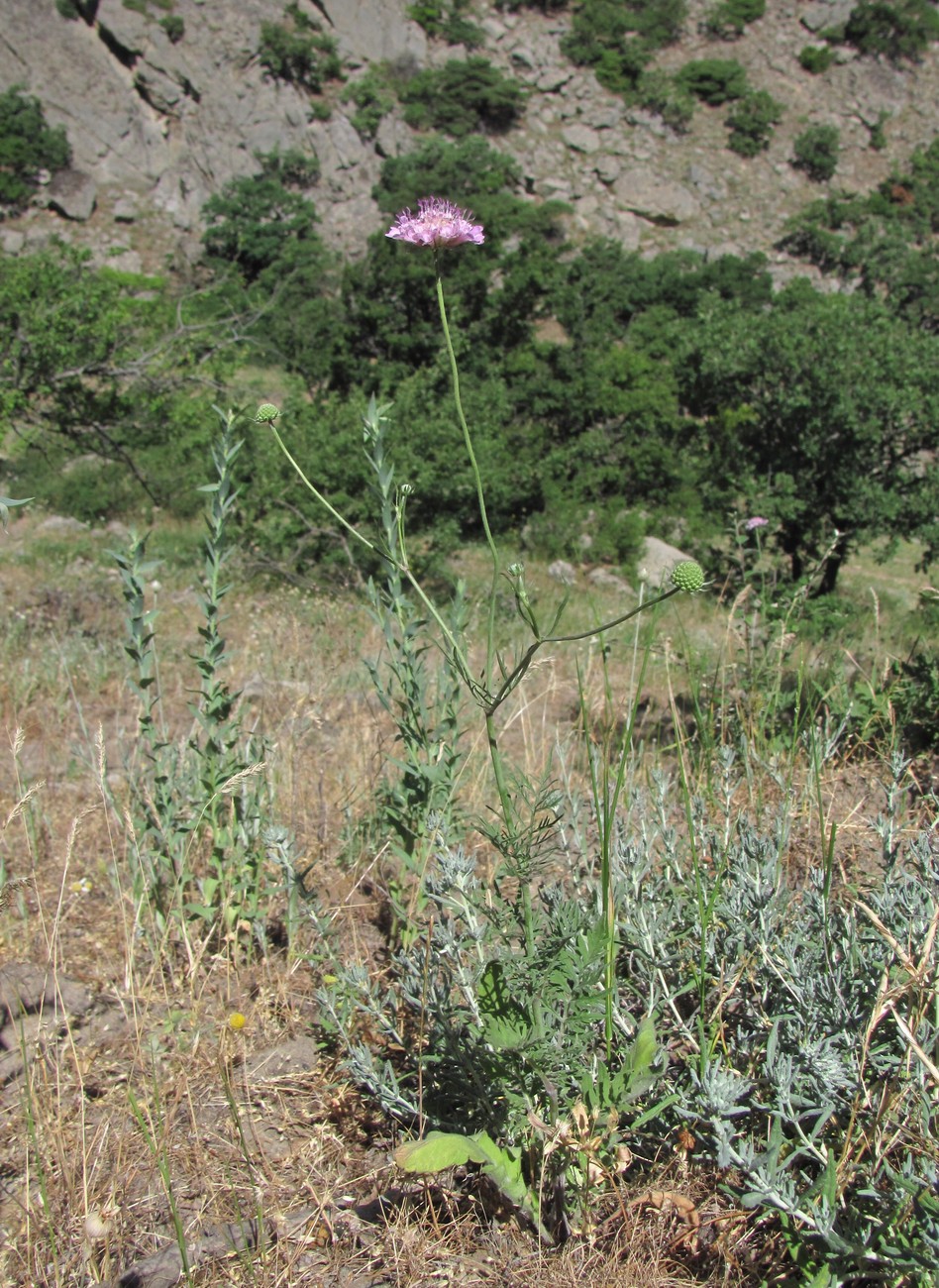 Image of genus Scabiosa specimen.