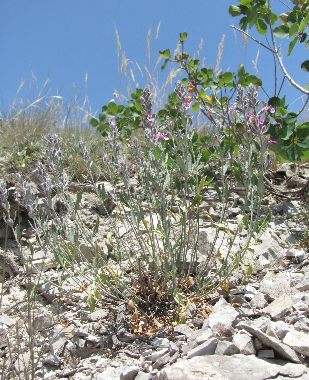 Image of Teucrium canum specimen.