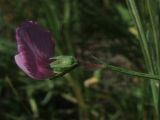 Lathyrus hirsutus