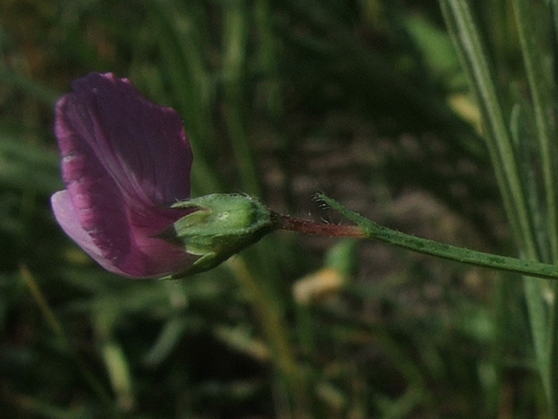 Image of Lathyrus hirsutus specimen.