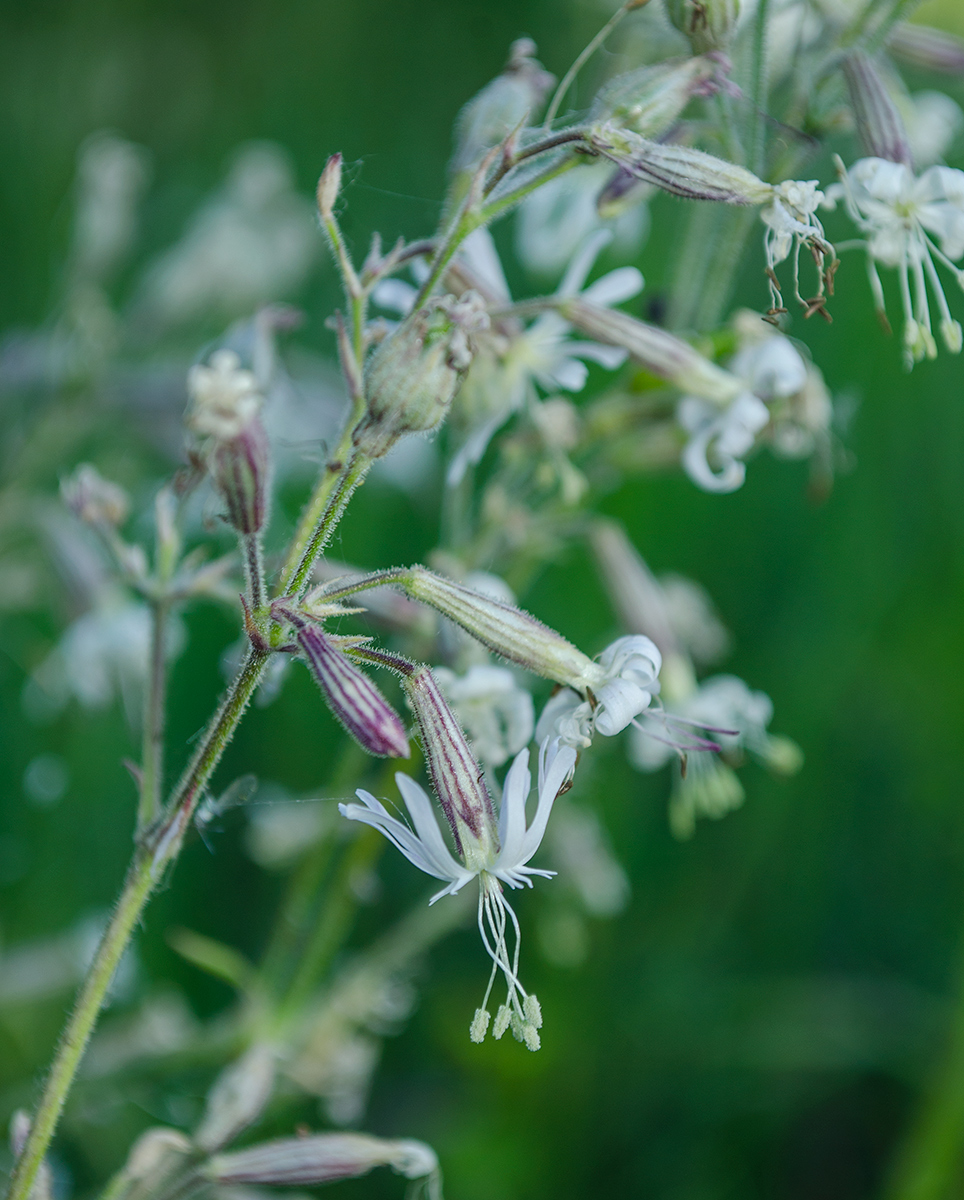 Изображение особи Silene nutans.