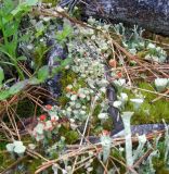 Cladonia deformis. Талломы с апотециями. Красноярский край, Ермаковский р-н, природный парк \"Ергаки\", окр. руч. Медвежий, хвойный лес, на замшелых корнях хвойного дерева. 18.07.2018.