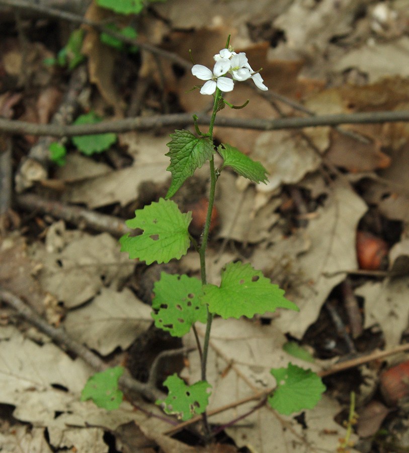 Image of Alliaria petiolata specimen.