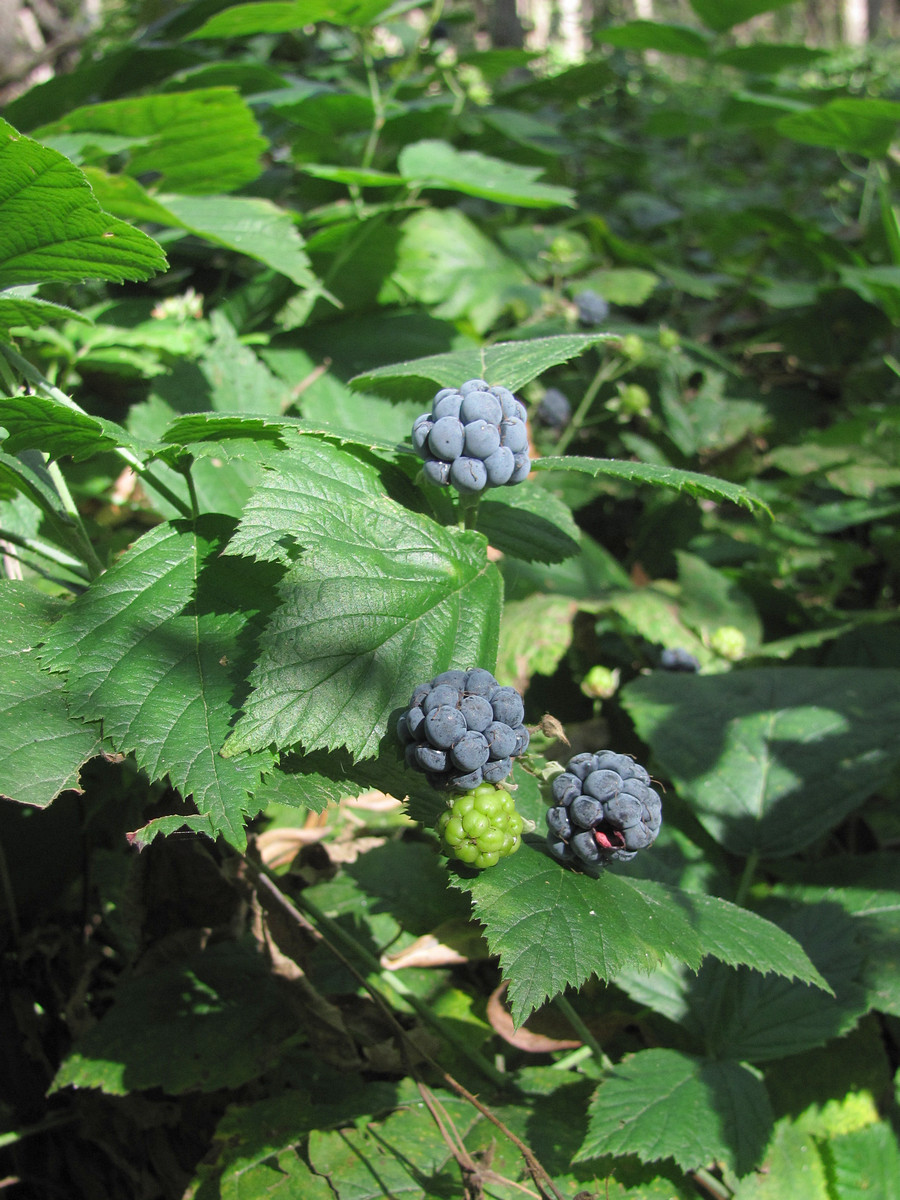 Изображение особи Rubus caesius.