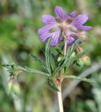 Geranium tuberosum