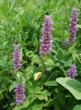 Agastache rugosa. Верхушки побегов с отцветающими соцветиями. Приморский край, Владивостокский ГО, о. Рикорда, бухта Восточная, подножье склона в северной части. 03.08.2019.