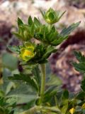 Potentilla norvegica. Часть соцветия. Свердловская обл., окр. г. Североуральск, куча щебёнки возле дороги. 29.07.2010.