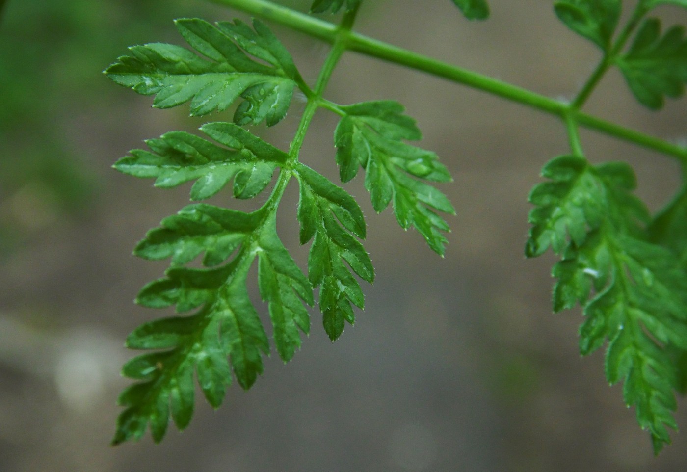 Image of Anthriscus cerefolium specimen.