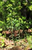 Euphorbia esula. Цветущее растение. Приморский край, окр. г. Владивосток, в дубовом лесу. 20.05.2020.