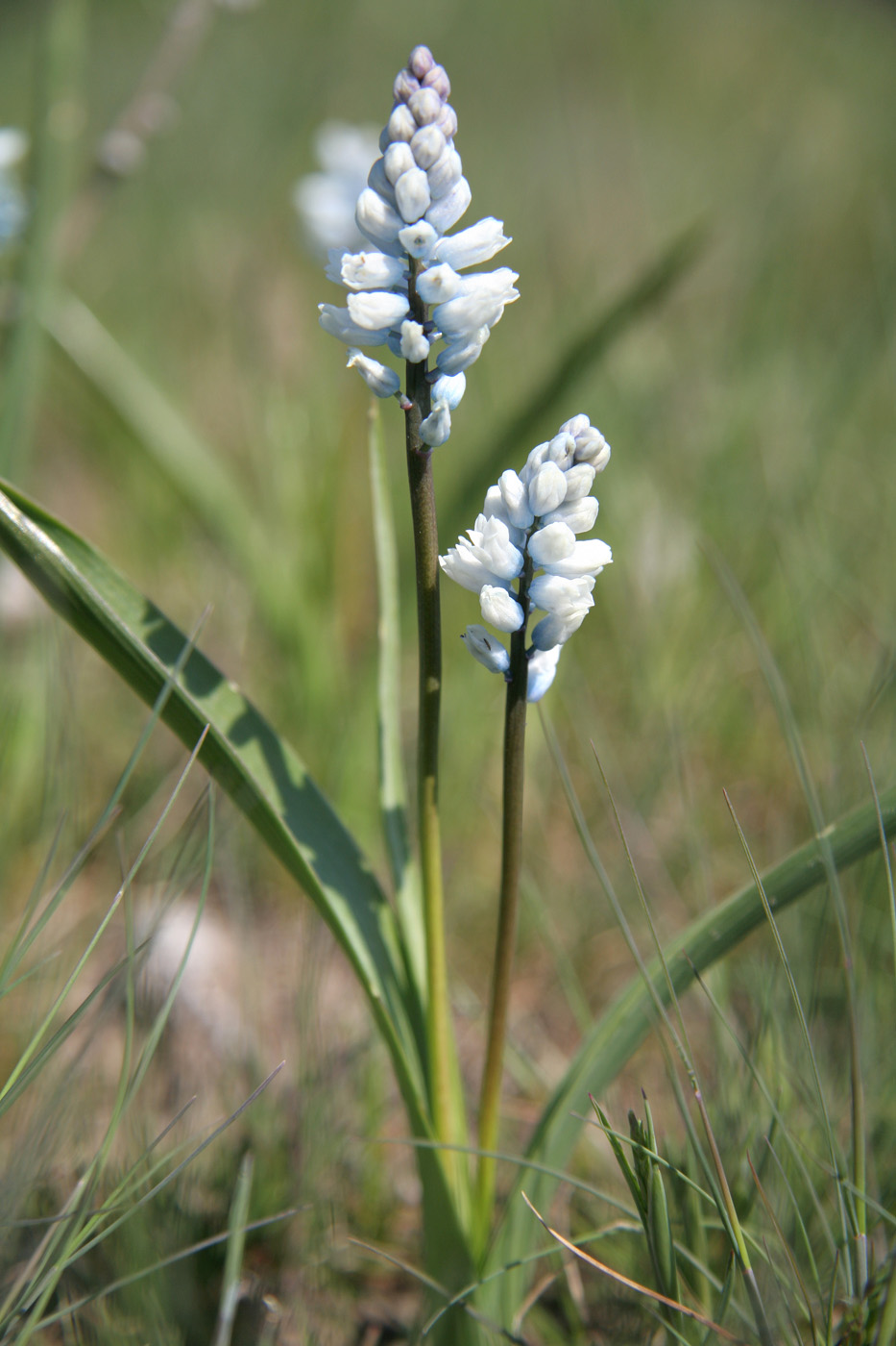 Image of Hyacinthella leucophaea specimen.