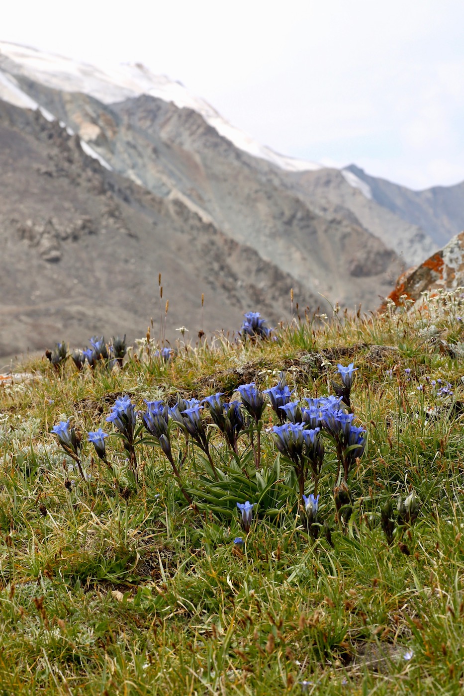 Изображение особи Gentiana kaufmanniana.