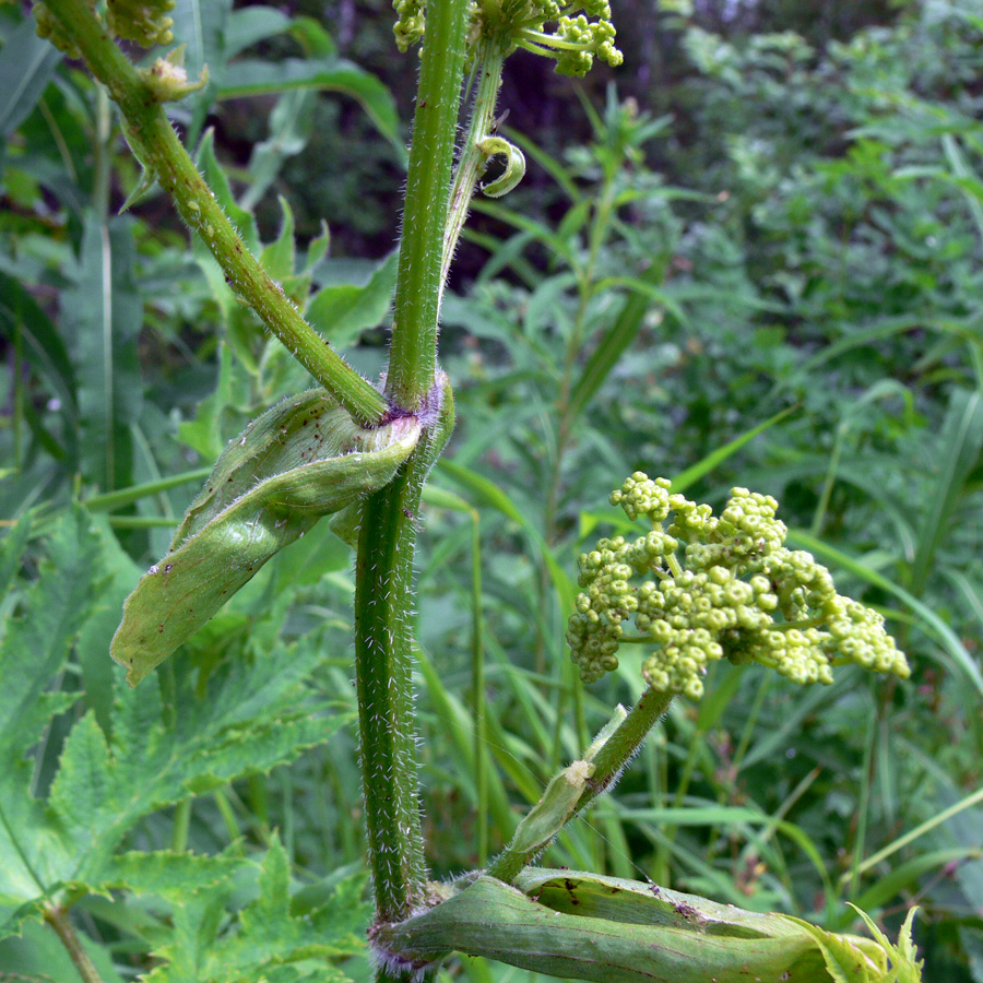 Image of Heracleum sibiricum specimen.