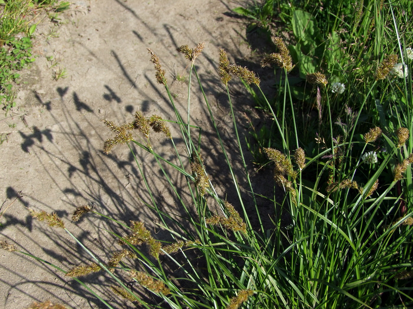 Image of Carex laevissima specimen.