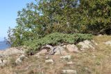 Juniperus hemisphaerica. Взрослое растение. Краснодарский край, Туапсинский р-н, гора Семашхо, скальный выход. 04.10.2020.