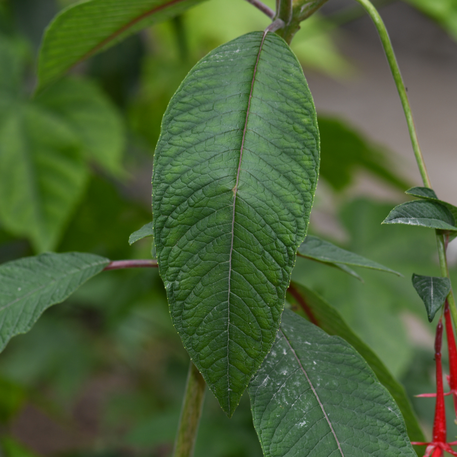 Image of Fuchsia boliviana specimen.