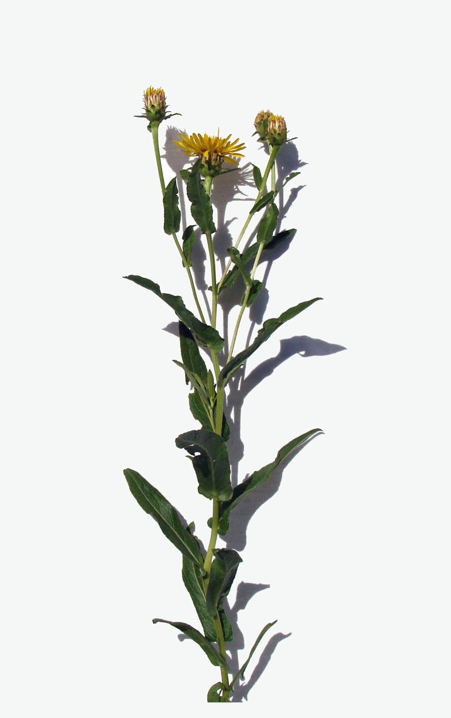 Изображение особи Inula aspera.