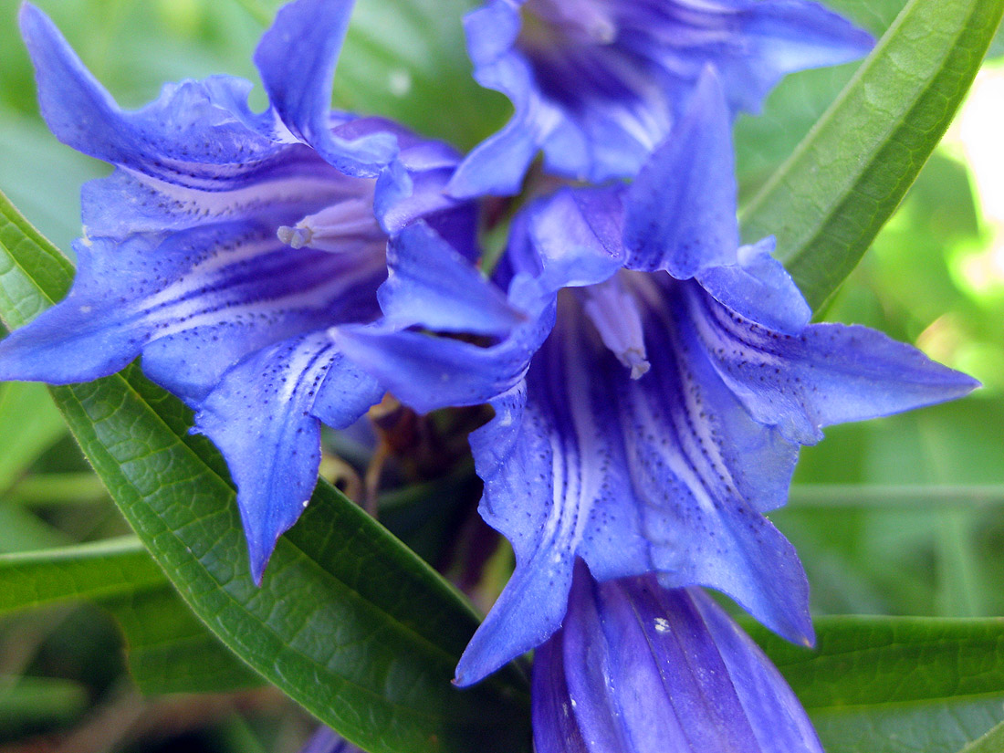 Image of Gentiana asclepiadea specimen.