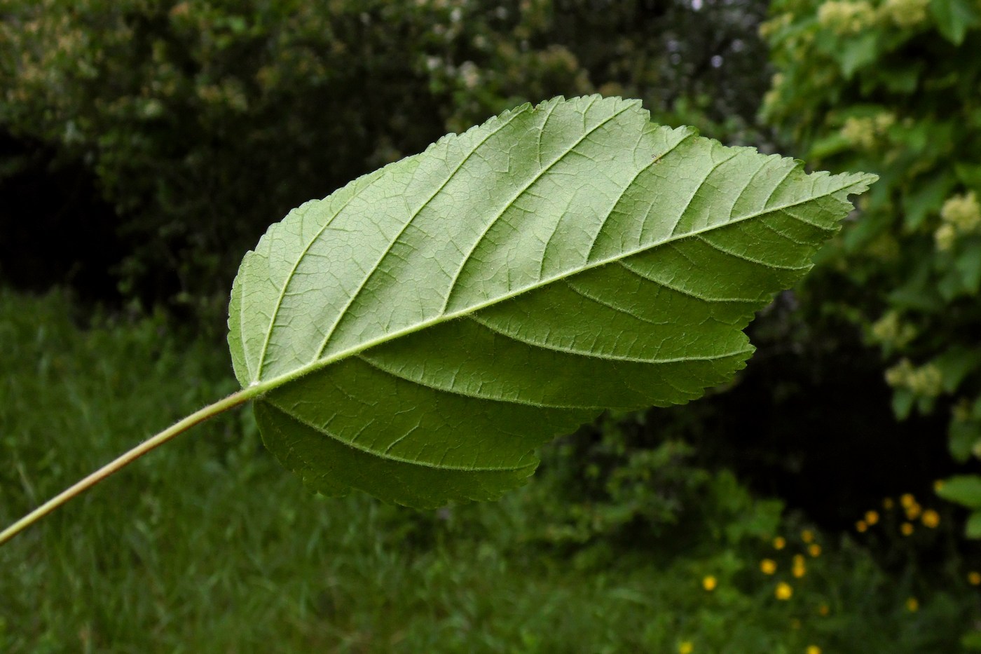 Image of Acer tataricum specimen.