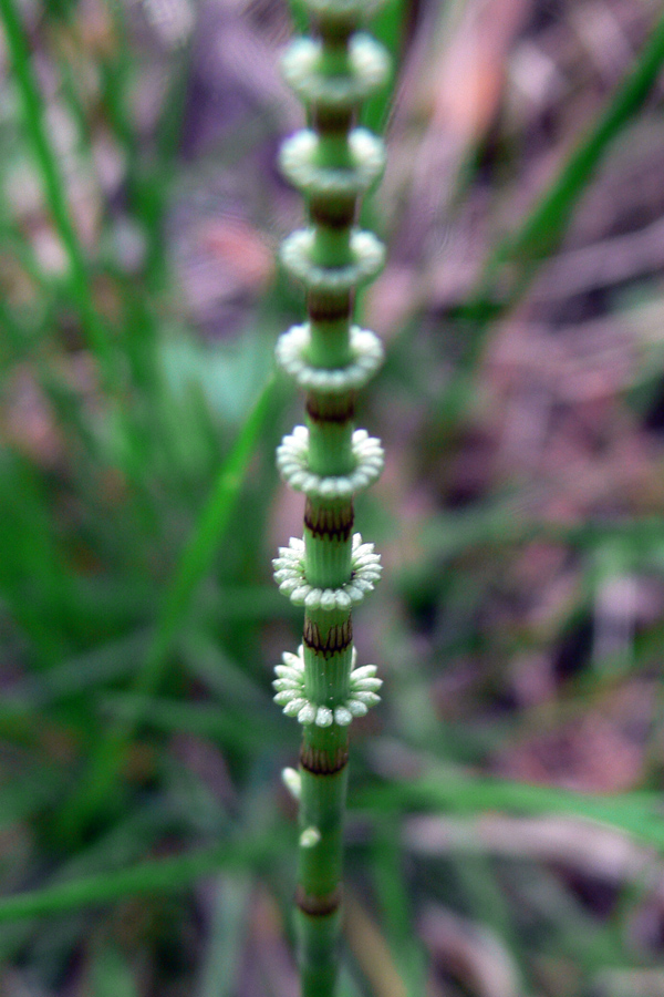 Image of Equisetum pratense specimen.