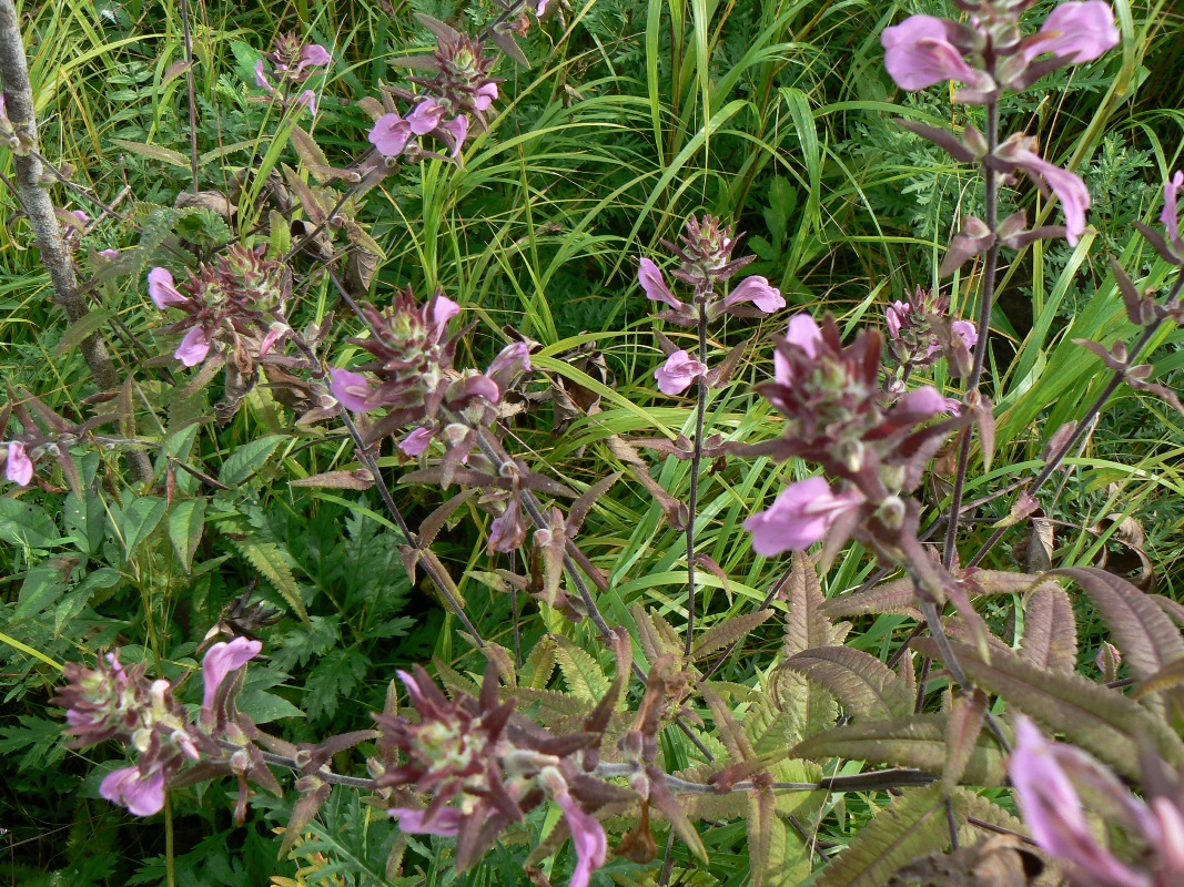 Image of Pedicularis resupinata specimen.