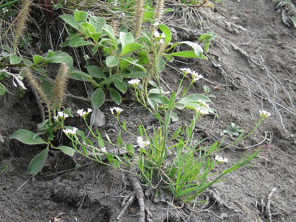 Изображение особи Arabidopsis lyrata.