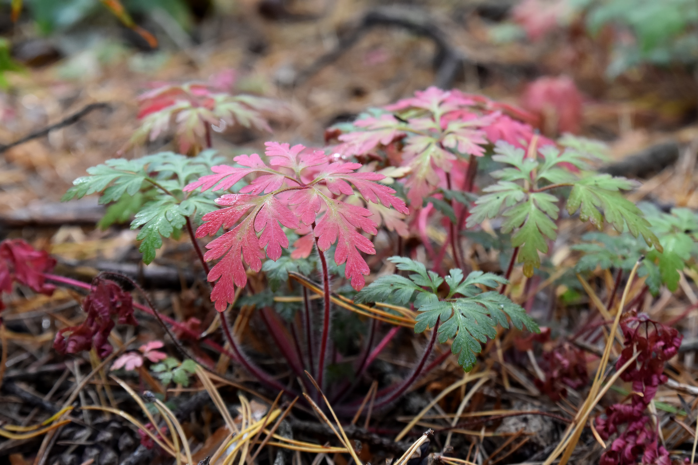 Image of Geranium robertianum specimen.