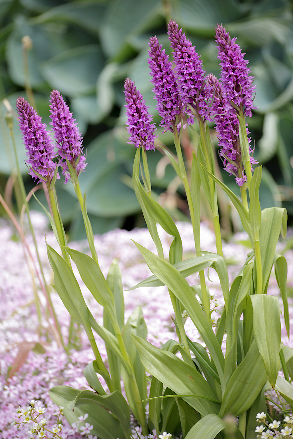 Image of genus Dactylorhiza specimen.