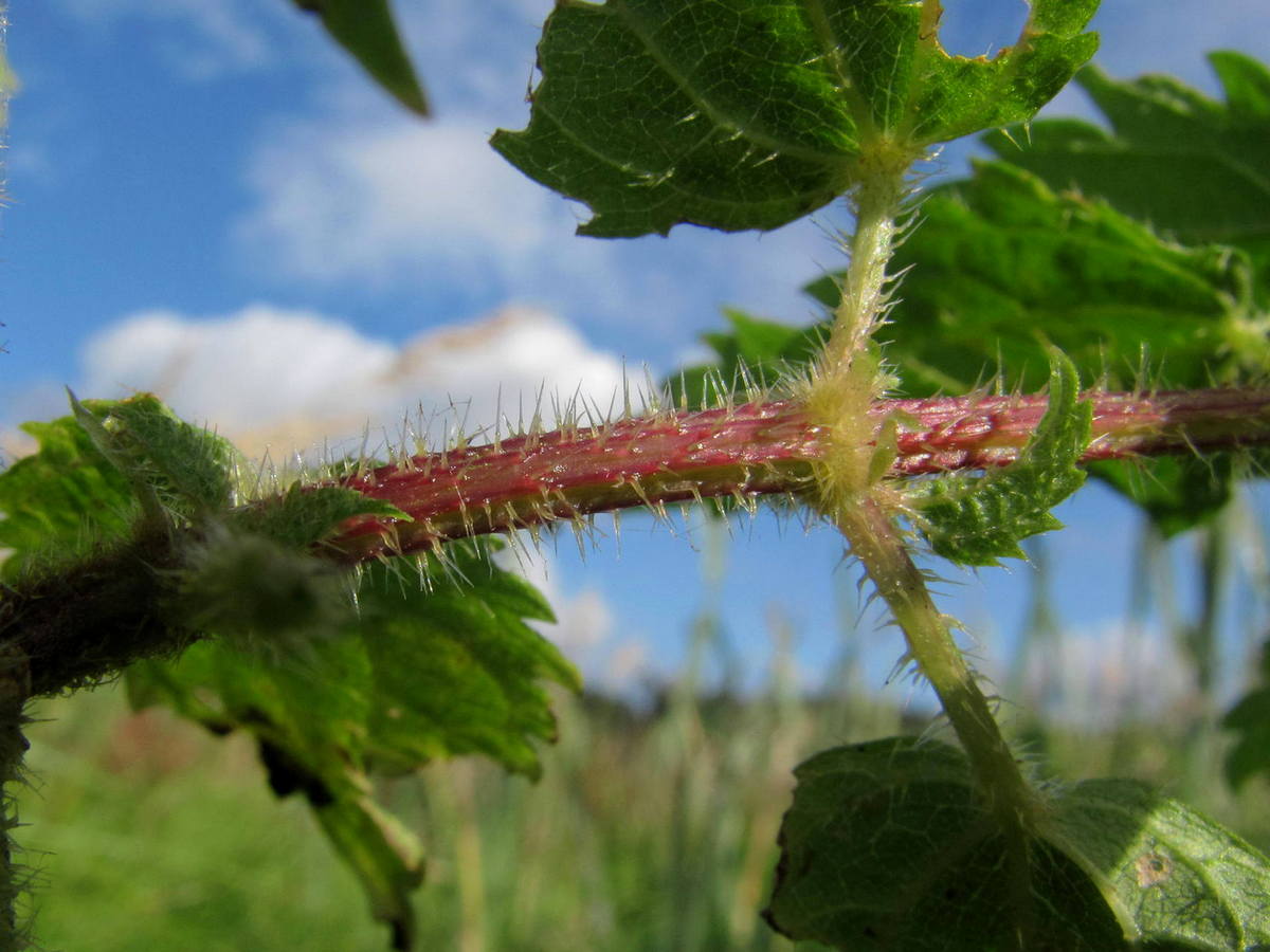 Изображение особи Urtica dioica.