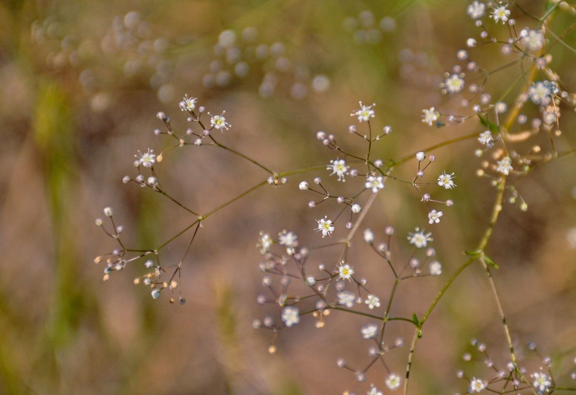 Изображение особи Gypsophila paniculata.