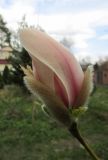 Смотреть изображение Magnolia zenii