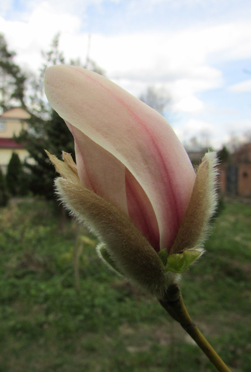 Изображение особи Magnolia zenii.