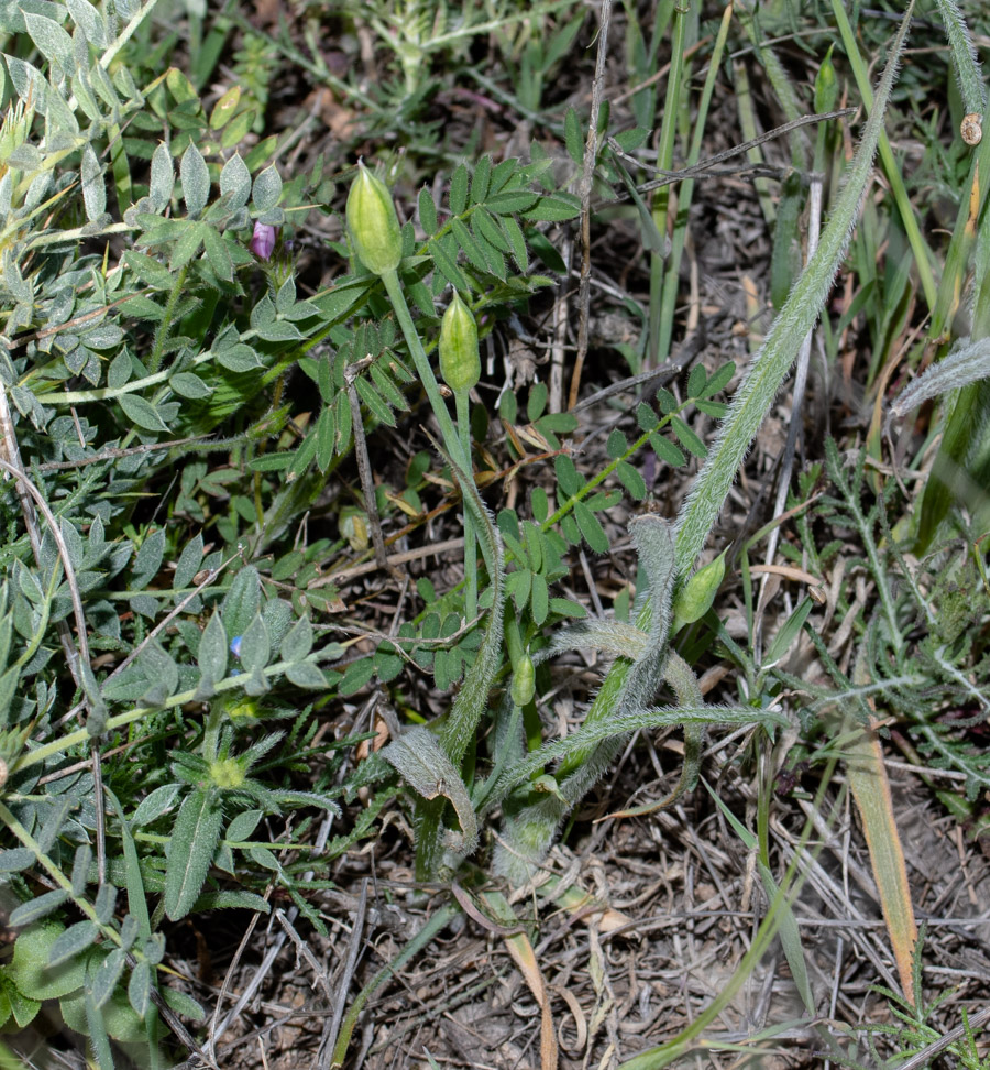Изображение особи Allium trifoliatum.
