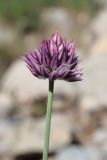 Allium nathaliae. Соцветие. Крым, окр. Ялты, ущ. Уч-Кош. 06.07.2022.