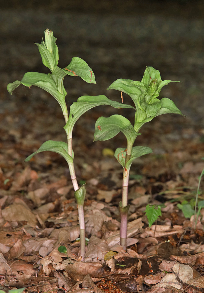 Изображение особи Epipactis helleborine.