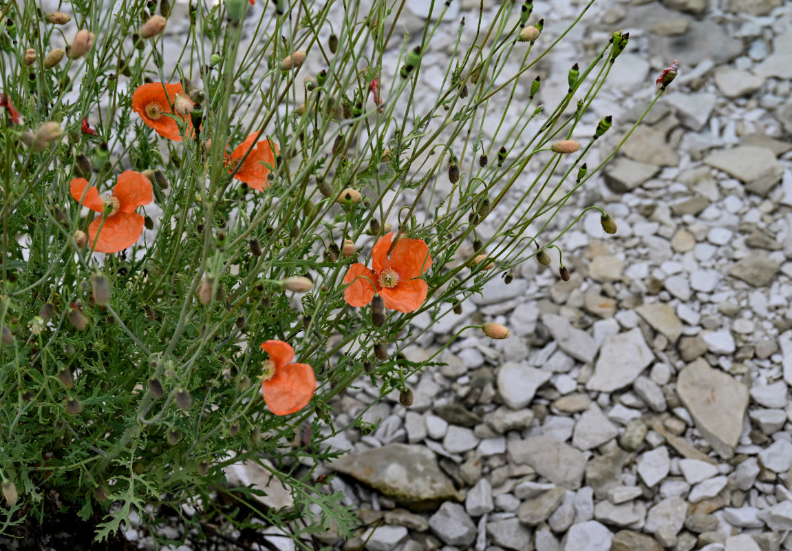 Image of Papaver fugax specimen.