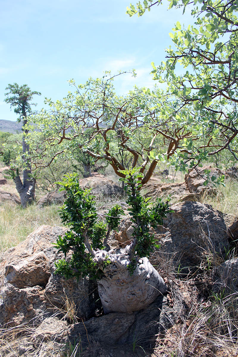 Image of Pachypodium lealii specimen.