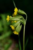 Смотреть изображение Primula veris