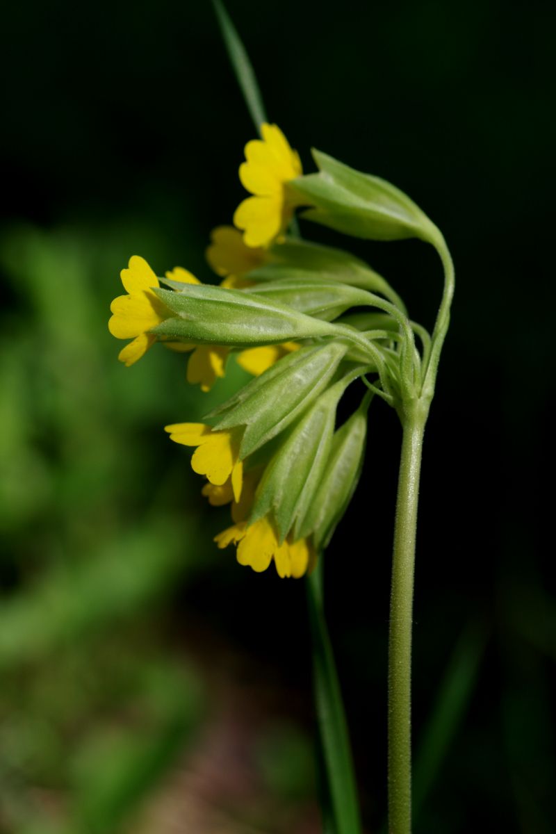 Изображение особи Primula veris.