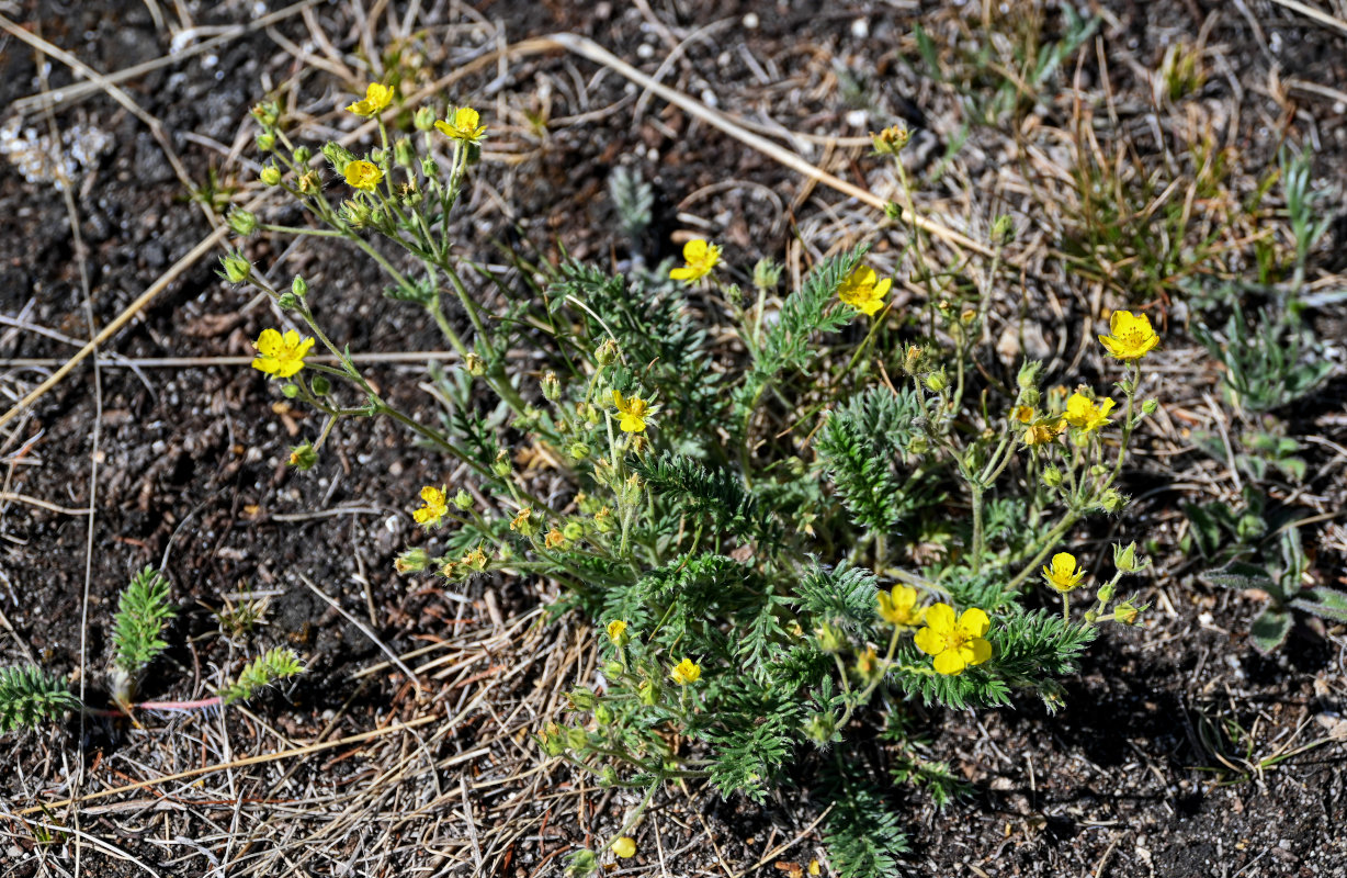 Изображение особи род Potentilla.